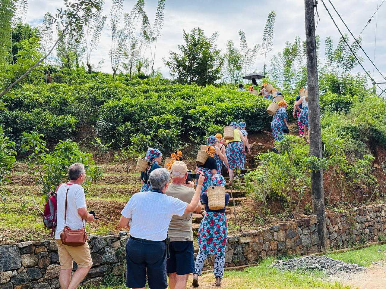 Tea picking activity