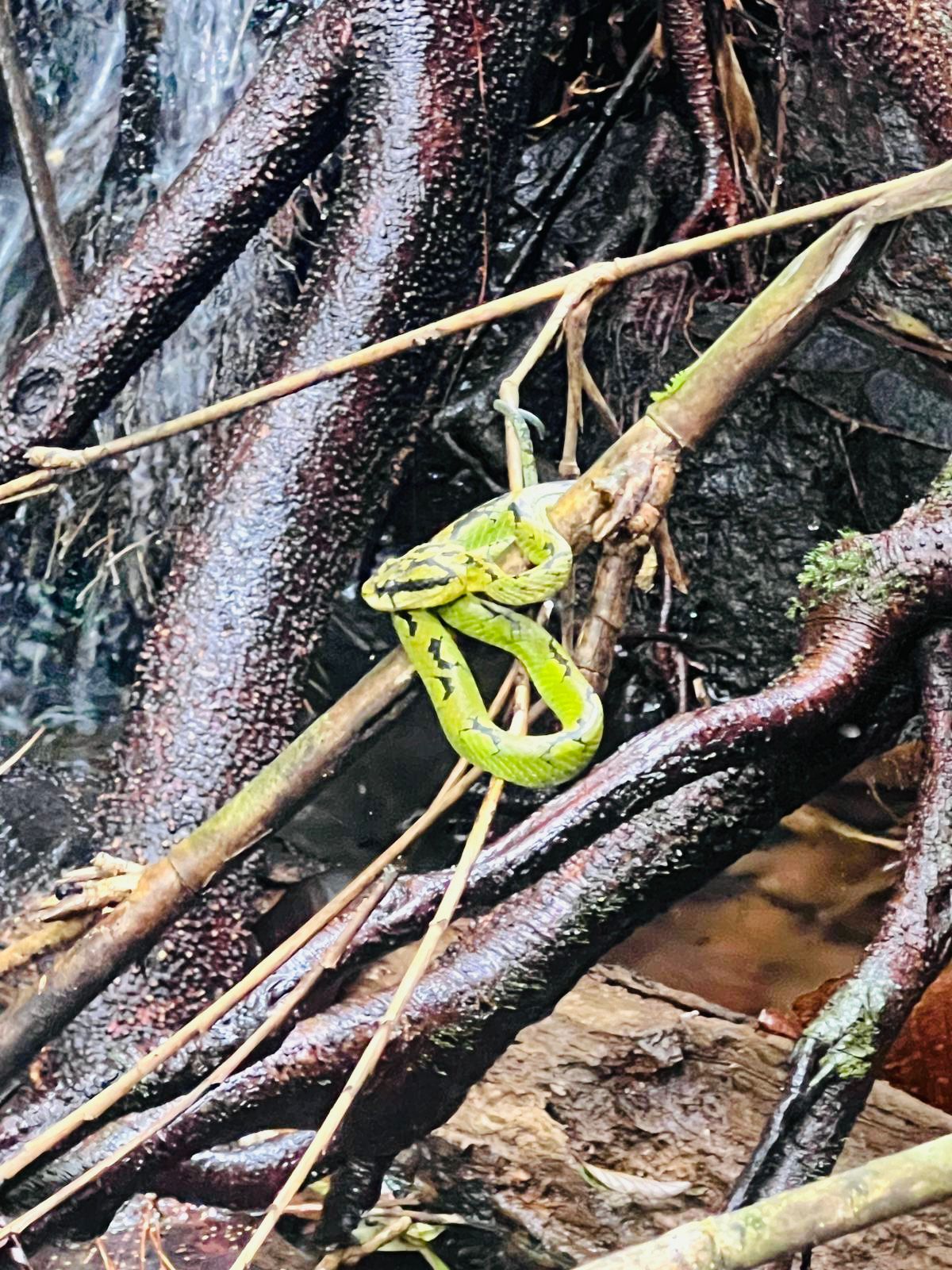 Snake captured in sinharaja forest