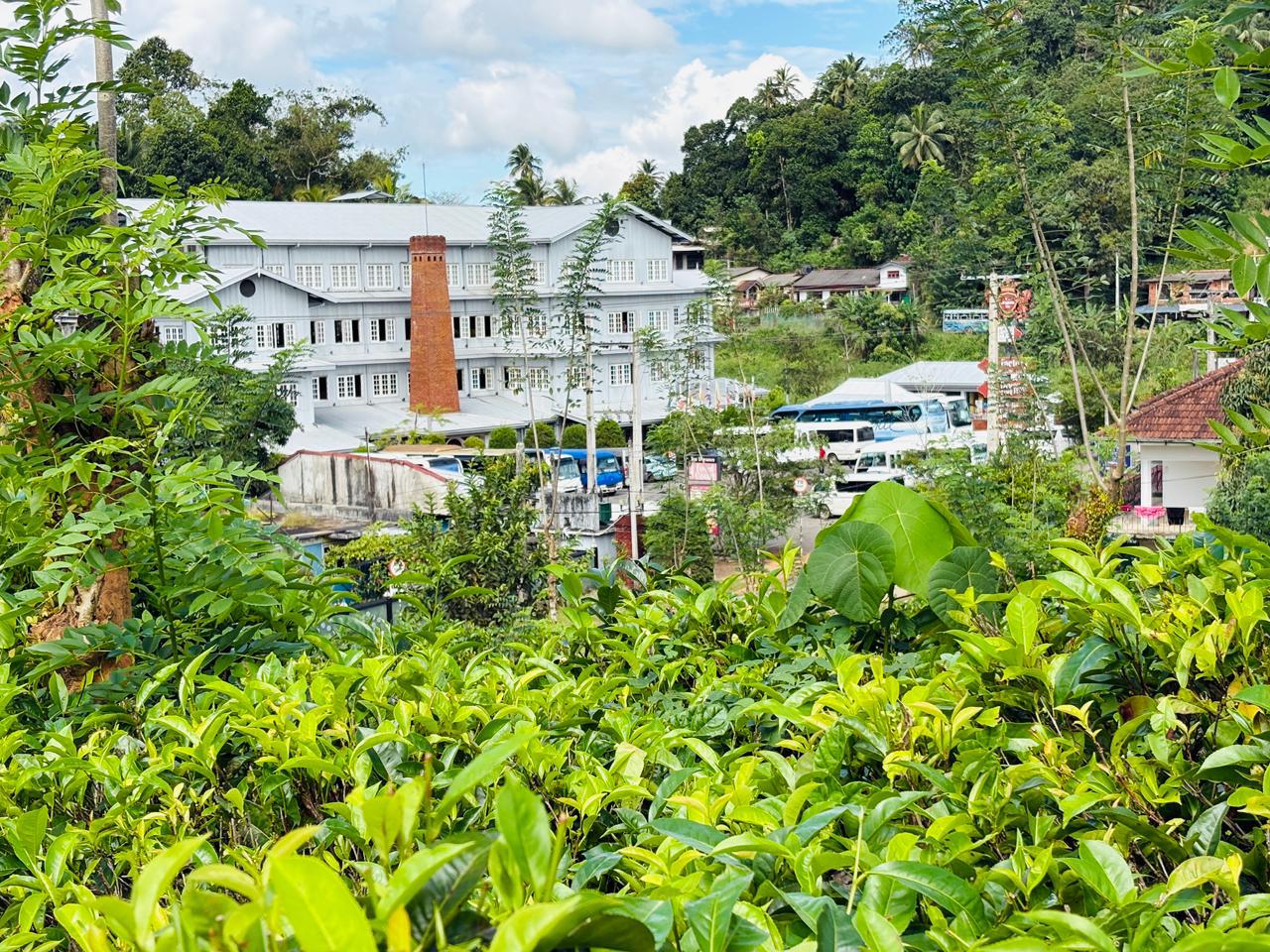 Tea Plantation Factory
